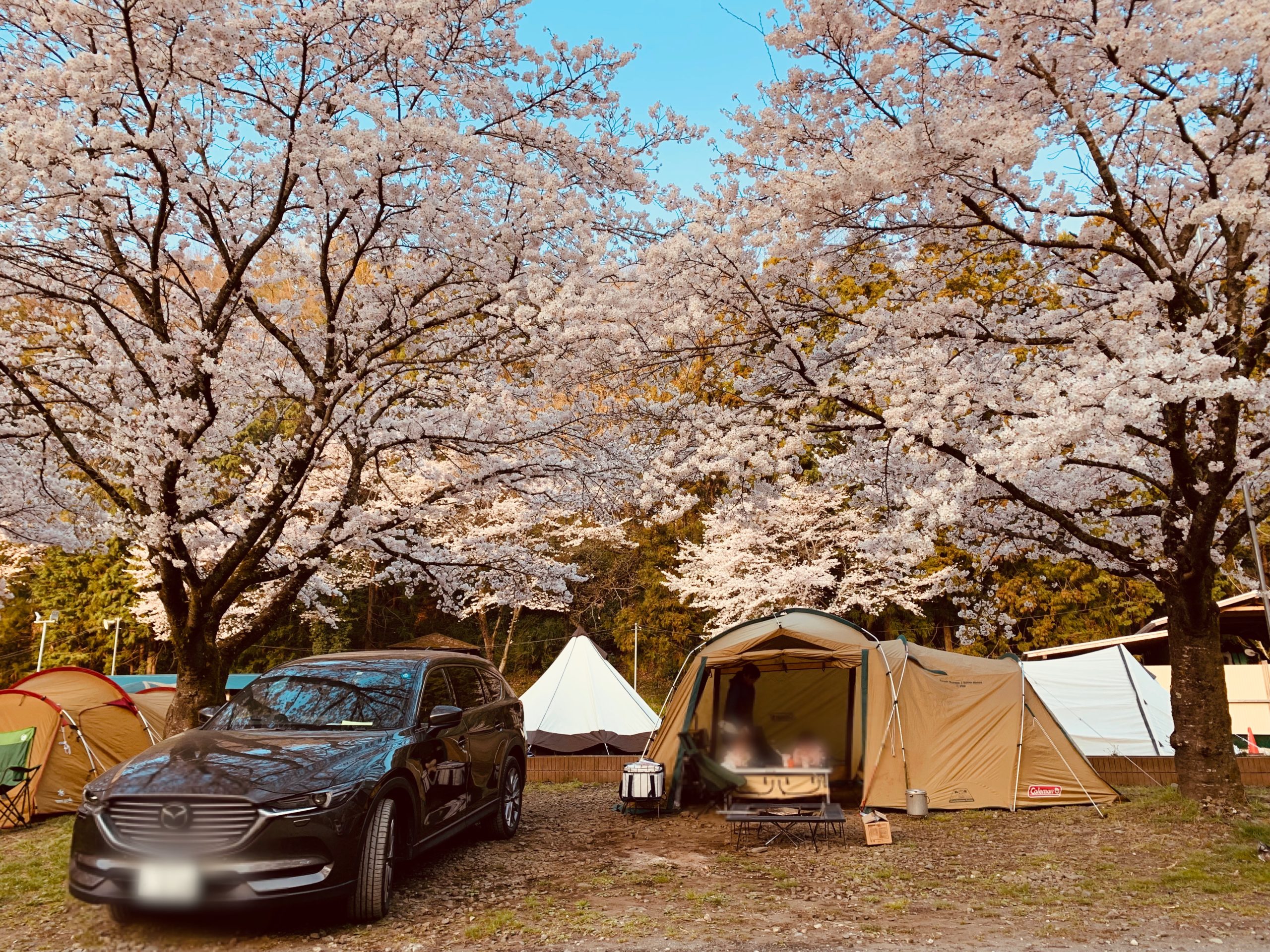 神奈川 桜満開のお花見 青野原オートキャンプ場 4人家族で使ったサイトや設備 Father S Life 神奈川 桜満開のお花見 青野原オートキャンプ場 4人家族で使ったサイトや設備 Father S Life